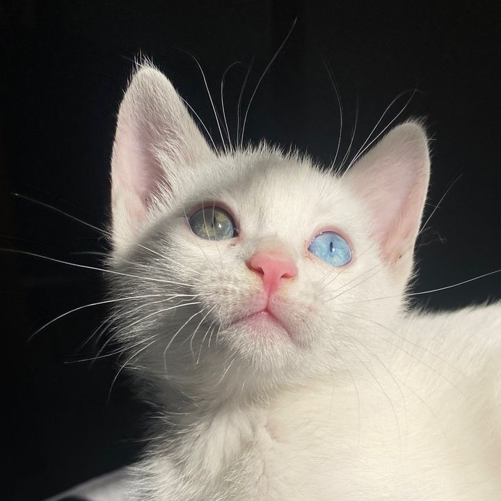 gatinhoindica