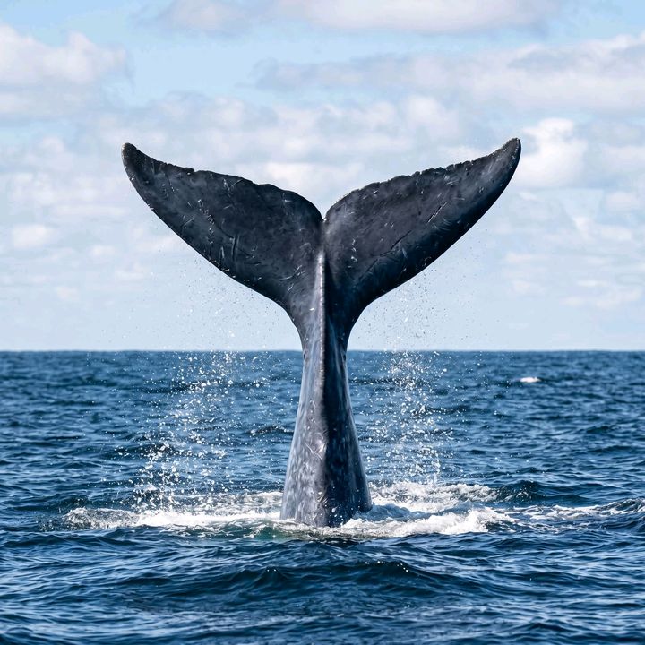 Whales World