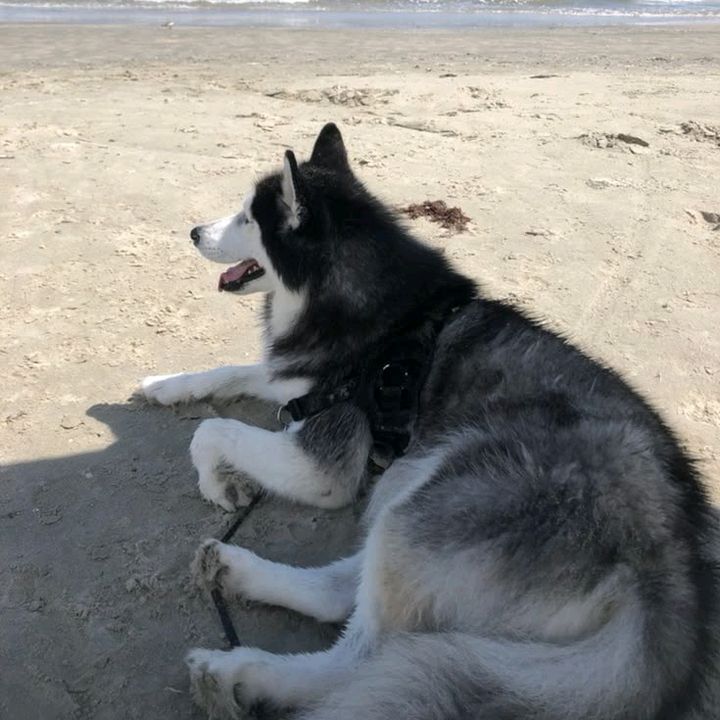 🐾🐾desfrotalavidapriciosa🐾🐾