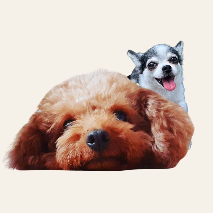 わん日和🐶｜ご縁巡り