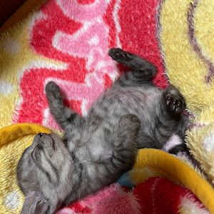 だいふく