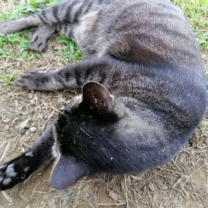 Belang_Hitam