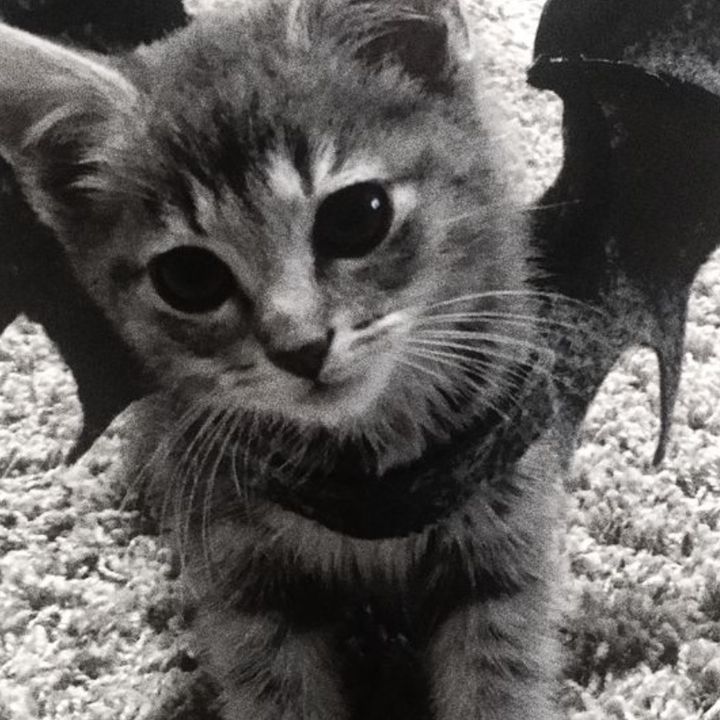 kittybat51
