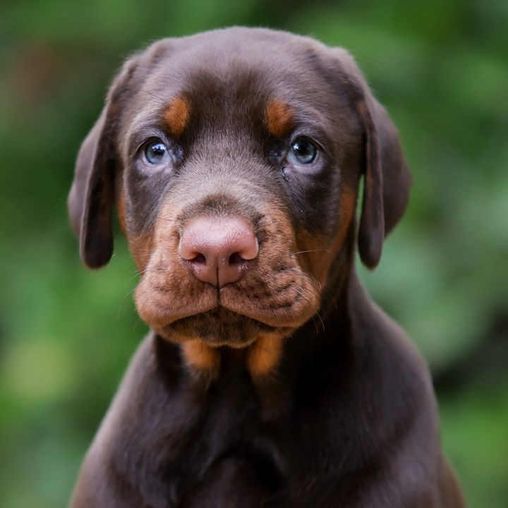 aryathetalkingdoberman