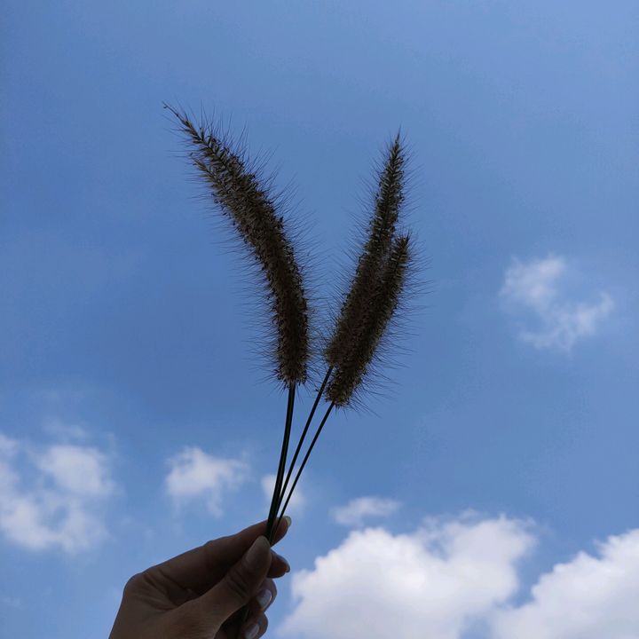 Mê Cày Phim