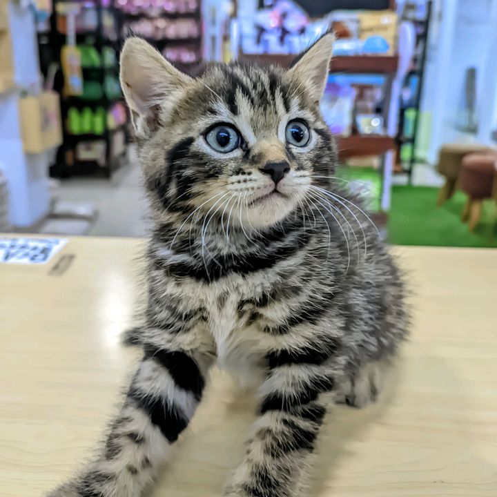 ba.cilnula🛒