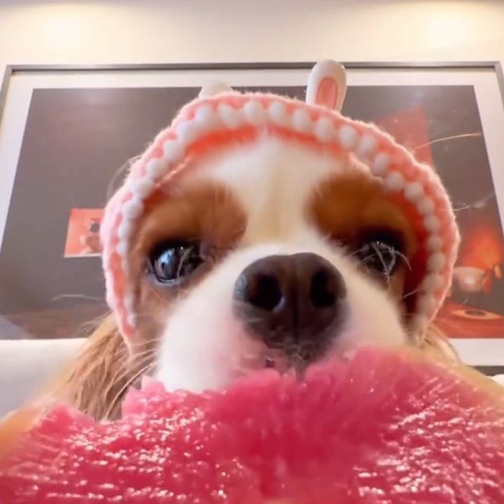 catsndogs_highlights