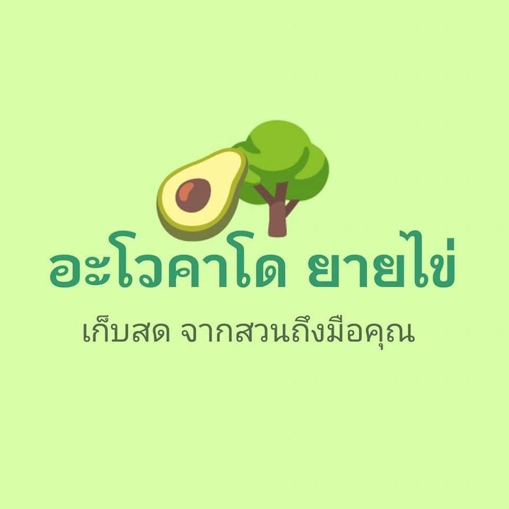 สวนอะโวคาโด้ยายไข่