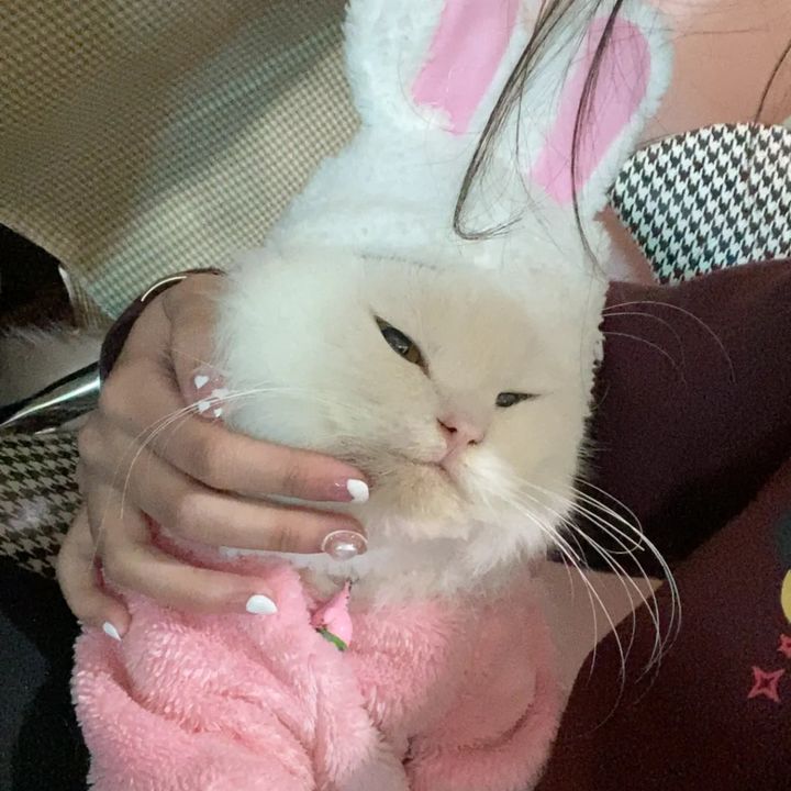 Phương Thỏ 🐰