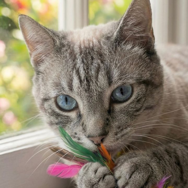 Catsbyinc