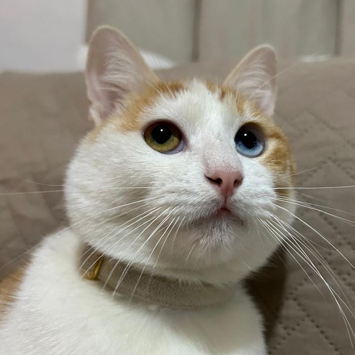 ᴊᴀꜱᴘᴇʀ