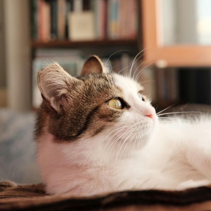 Softpawlife