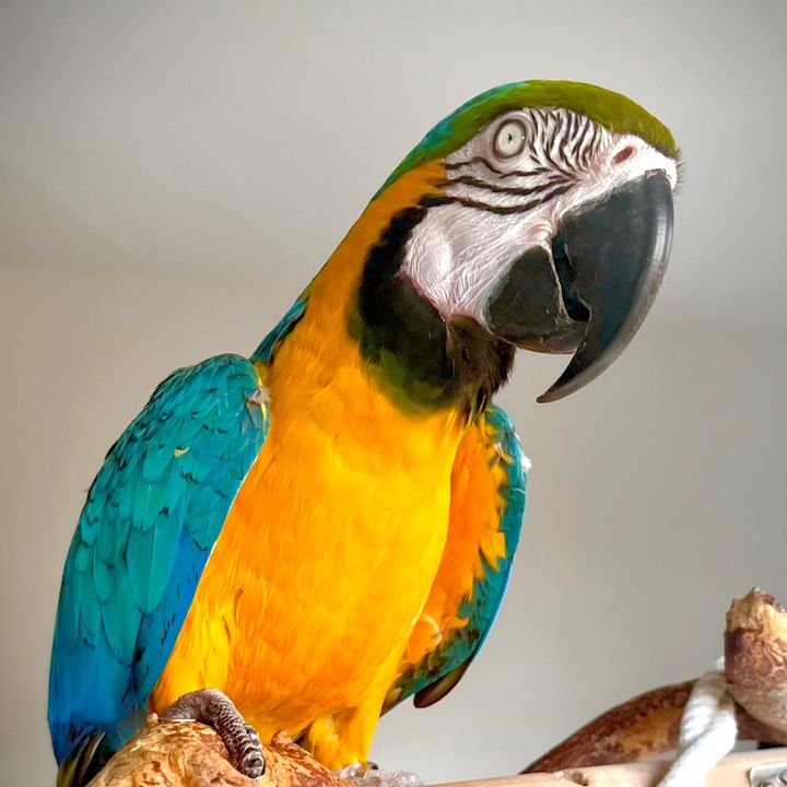 Stormzytalkingmacaw