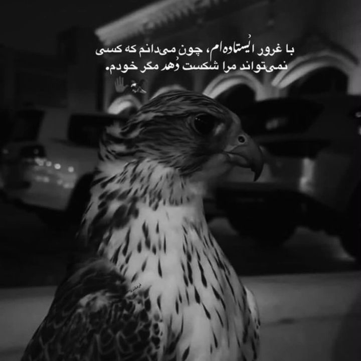 𓆩🦅𓆪 𝟏 𝟏 𝟏