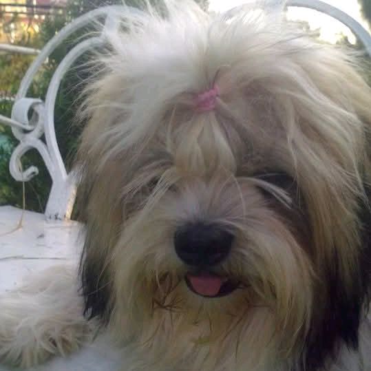 JAAC's Pawfect Life