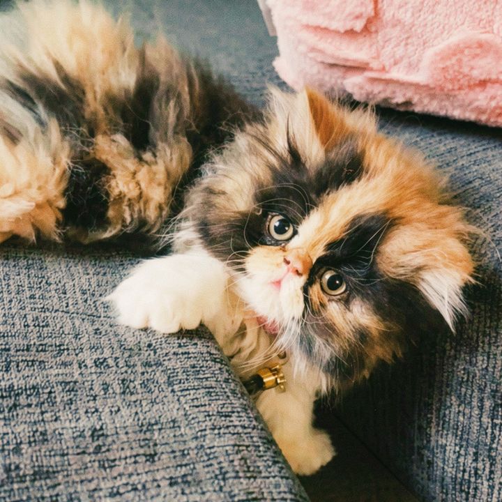 Moon the Persian🌙🐈⬛