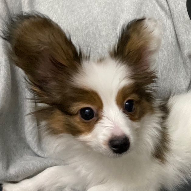 サタン犬　ルーク