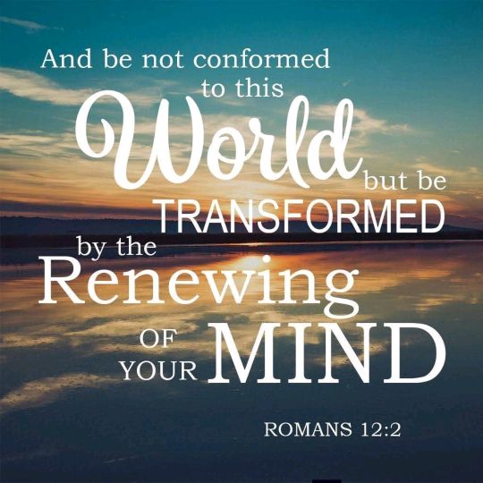 Maxpet311