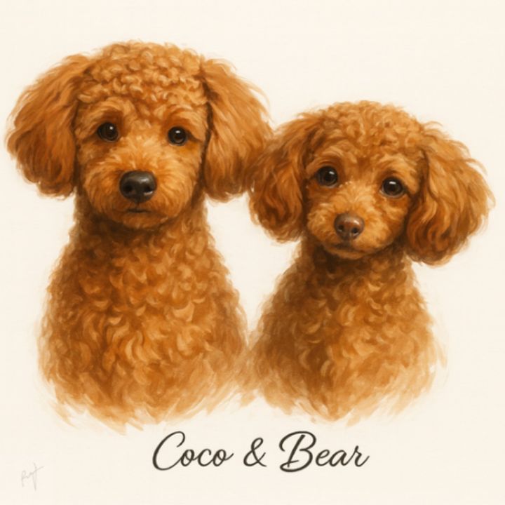 Bear&coco