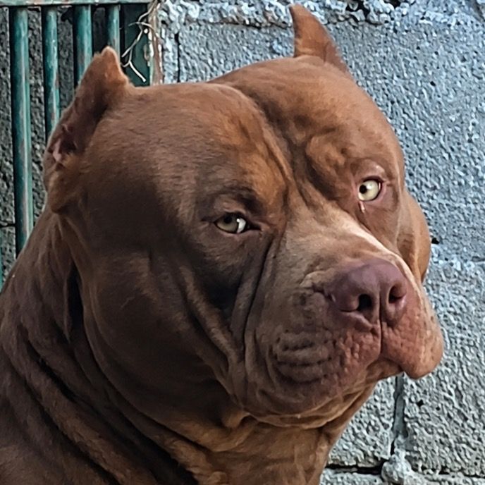 Mbkmonster🐻🇧🇷