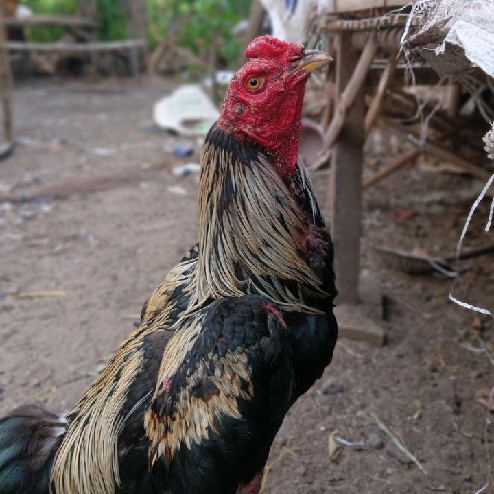 Prada Farm Magetan