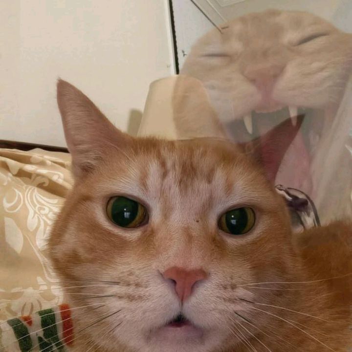 PawPawCat
