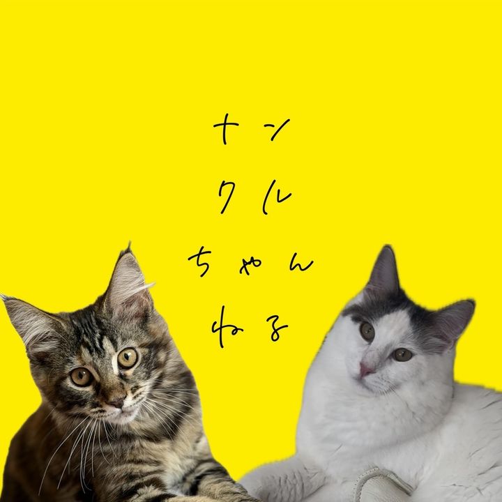 ナンちゃん🐱クルちゃんねる