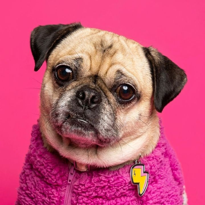 Miss Sofia the Pug