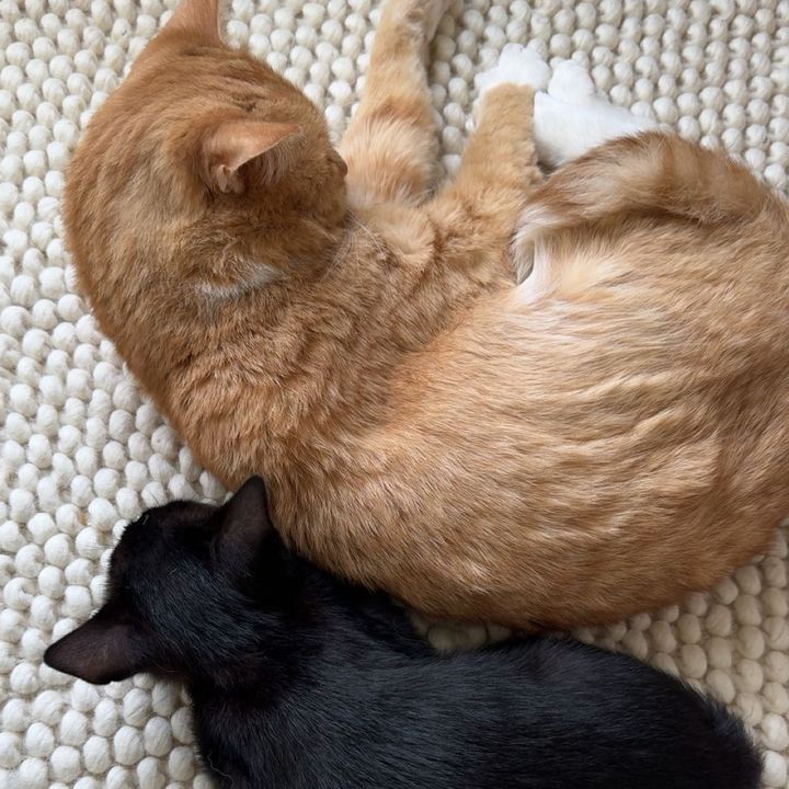 Henry & Mingo