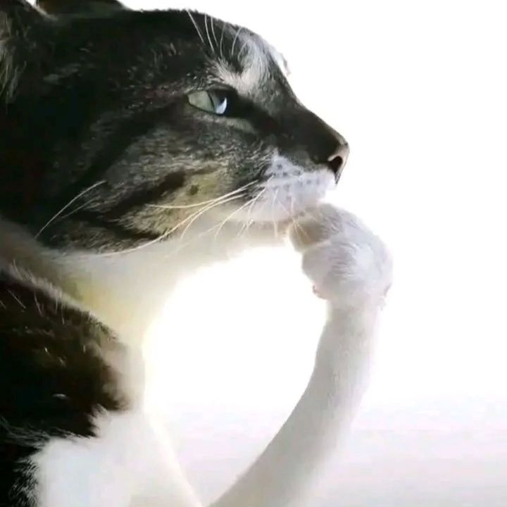 Diego