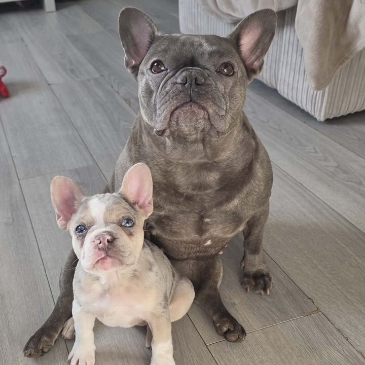echo and blu