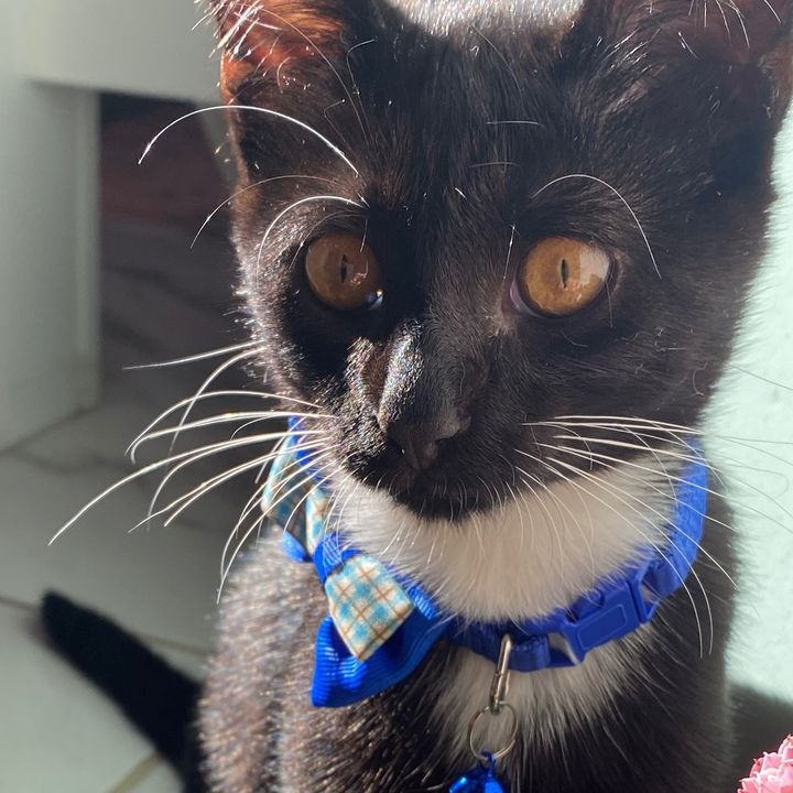 Onça Negra 🐈‍⬛