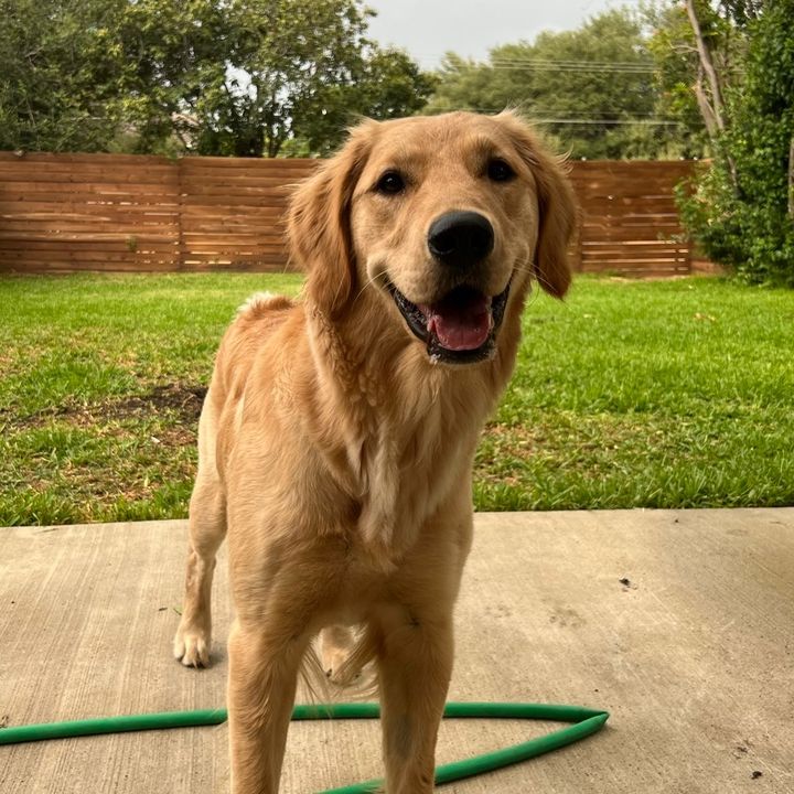 rileygoldenfinds