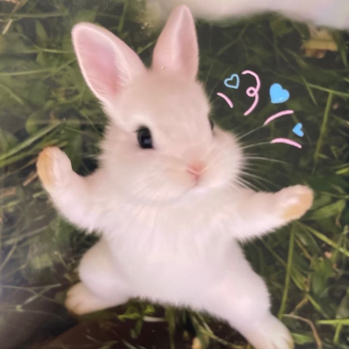 yaya