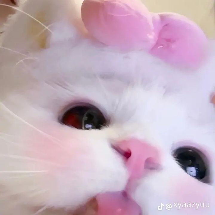 Nita🌷✨