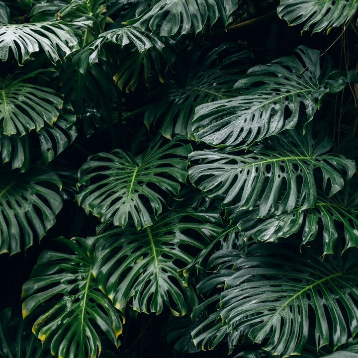 WeLovePlant