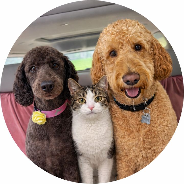 Murphy, Jazzy, and Georgie