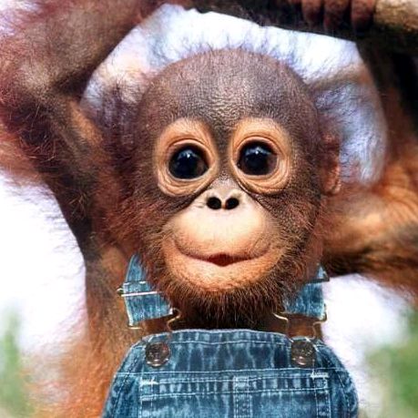 funny videos animales