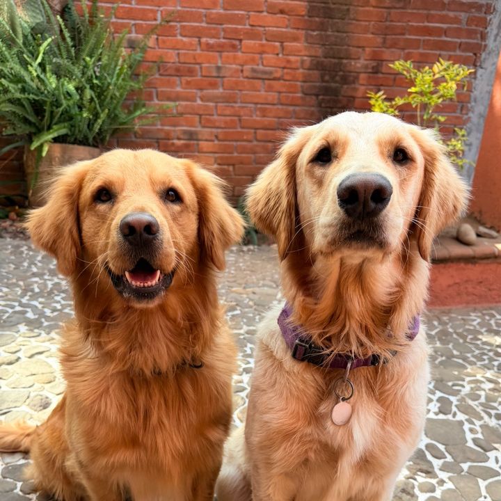 pochoteycachi
