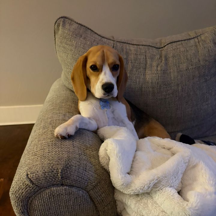 finleythebeagle
