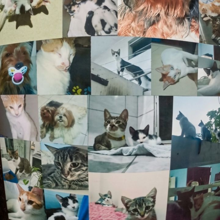 Império dos Gatos!