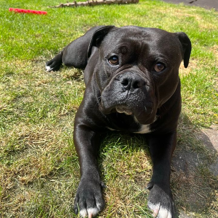 Pasha testet 🐕 | UGC