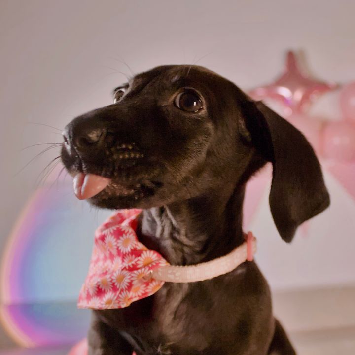 La Pilo 🎀