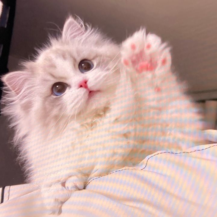 ✨PureSharpAura