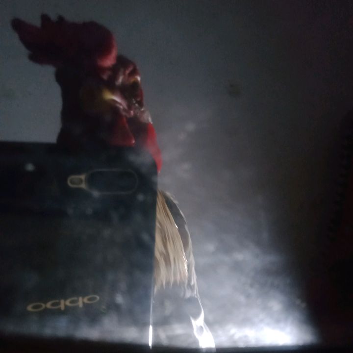ayam bwi