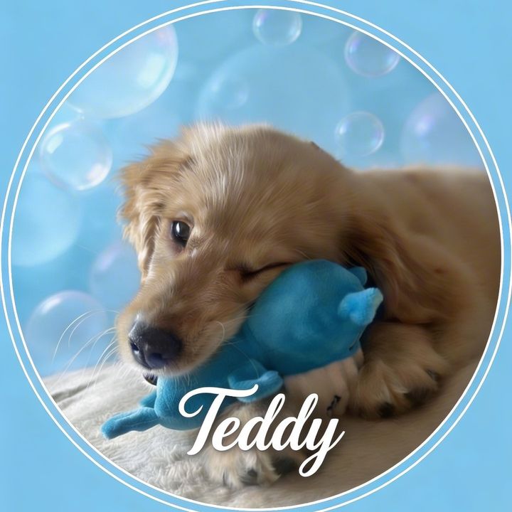 Teddy🐾