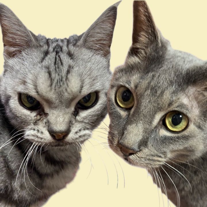 おこ顔猫ジョンと梅吉