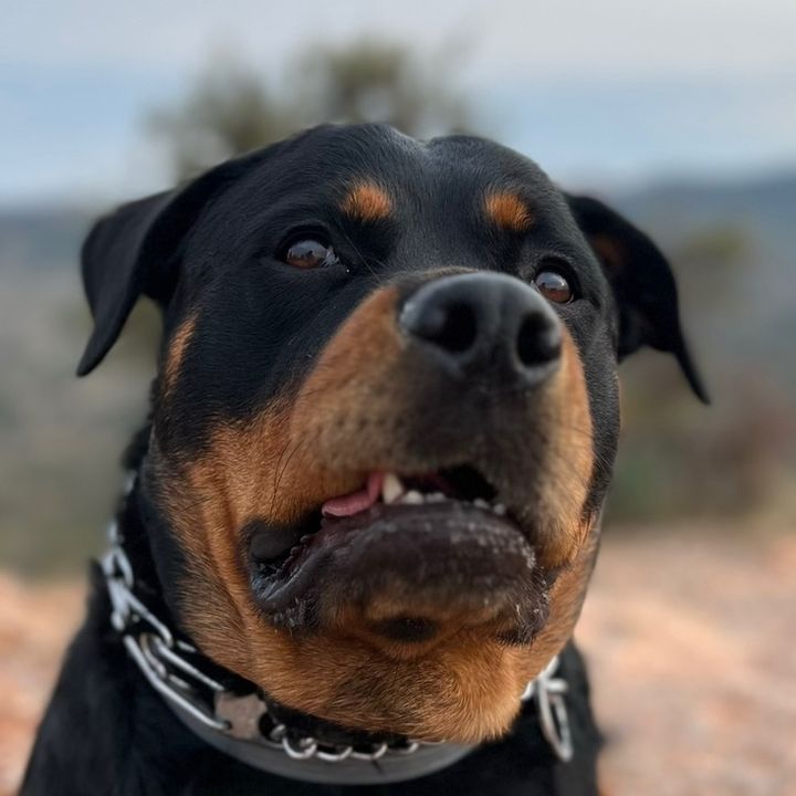 Maya Rottweiler