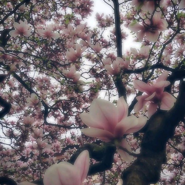uvx 🌸