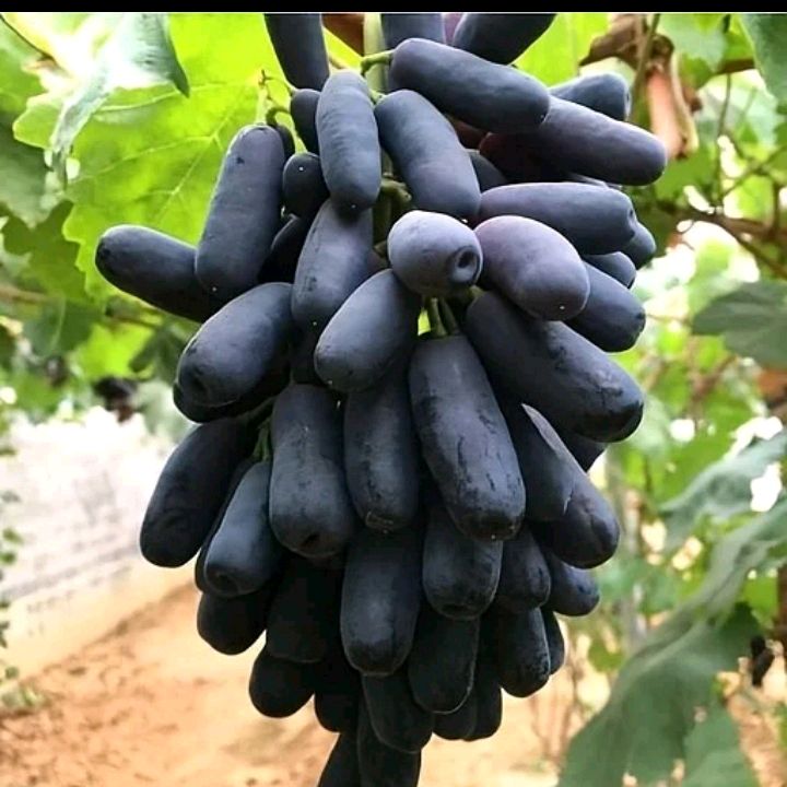kruree